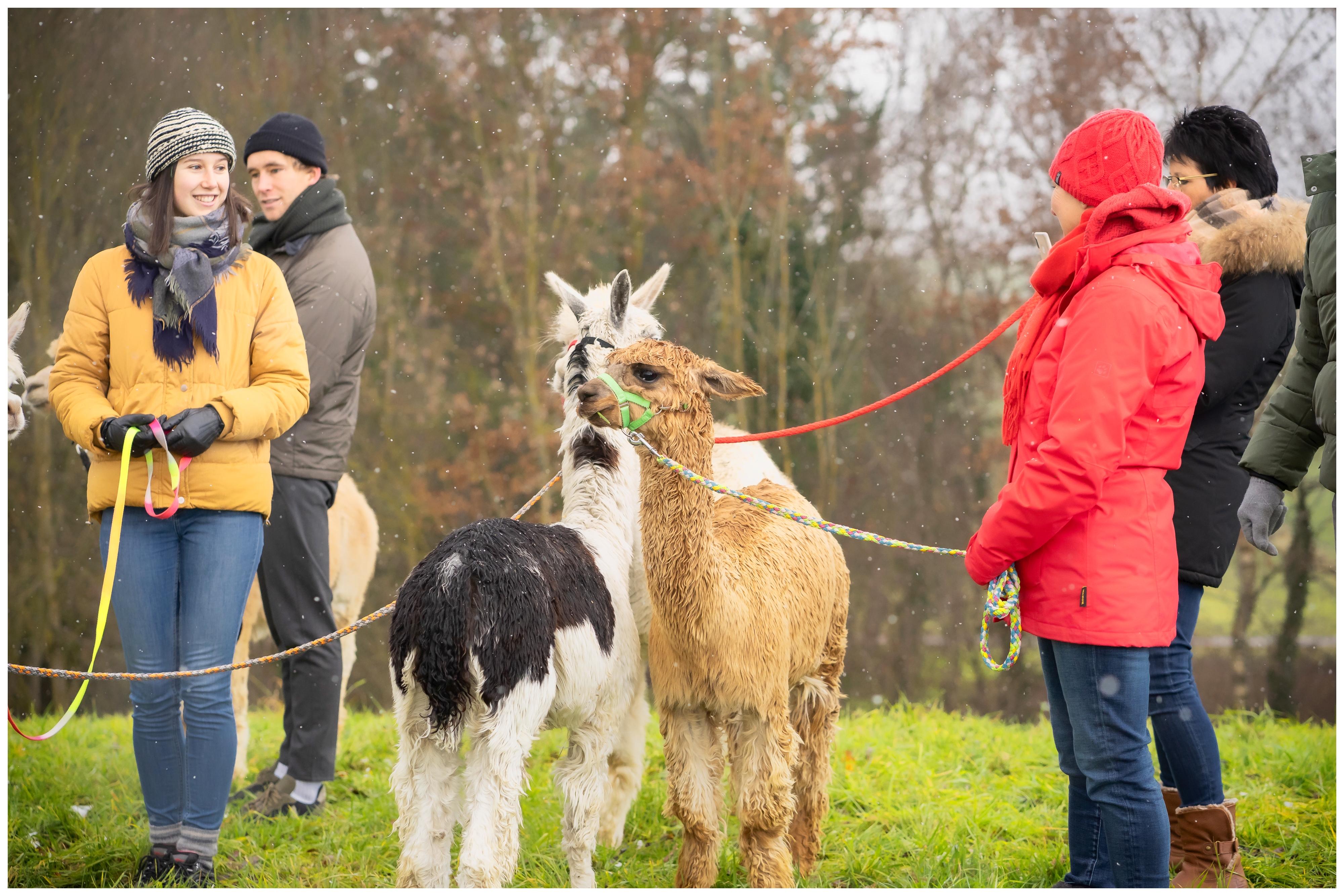 Speed Dating Alpaka Wanderung vilstal alpakas Dahoam in